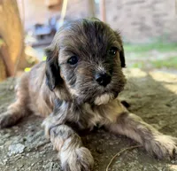 Finn, a male Cavapoo for sale in Porter, OK – 3 of 9