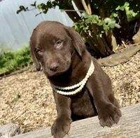 Cocoa, a female Labrador Retriever for sale in Porter, OK – 6 of 9