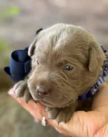 Rare Dax , a male Labrador Retriever for sale in Porter, OK – 7 of 9