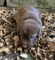 Boone , a male Labrador Retriever for sale in Porter, OK – 2 of 10