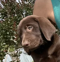 Abby, a female Labrador Retriever for sale in Porter, OK – 2 of 6