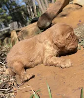 Enzo, a male Cavapoo for sale in Porter, OK – 6 of 7