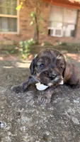Fudge, a male Cavapoo for sale in Porter, OK – 3 of 4