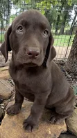 Darcy, a female Labrador Retriever for sale in Porter, OK – 2 of 10