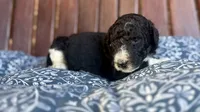 Elton, a male Poodle - Standard  for sale in Porter, OK – 2 of 2