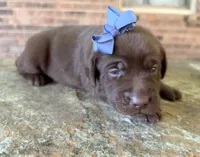 Goose, a female Labrador Retriever for sale in Porter, OK – 5 of 8