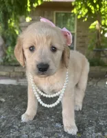 Lilibet, a female Golden Retriever for sale in Porter, OK – 2 of 6