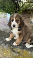 Ellie, a female Bernedoodle for sale in Porter, OK – 5 of 5