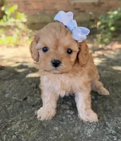 Peanut, a female Cavapoo for sale in Porter, OK – 7 of 7