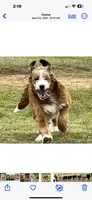 Bernie, a male Bernedoodle for sale in Porter, OK – 8 of 8