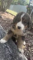 Ellie, a female Bernedoodle for sale in Porter, OK – 2 of 7