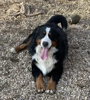 Neville, a male Bernedoodle for sale in Porter, OK – 7 of 7