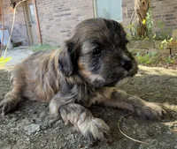Finn, a male Cavapoo for sale in Porter, OK – 5 of 9