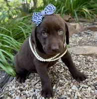 Cocoa, a female Labrador Retriever for sale in Porter, OK – 8 of 8