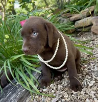 Lucy, a female Labrador Retriever for sale in Porter, OK – 3 of 6