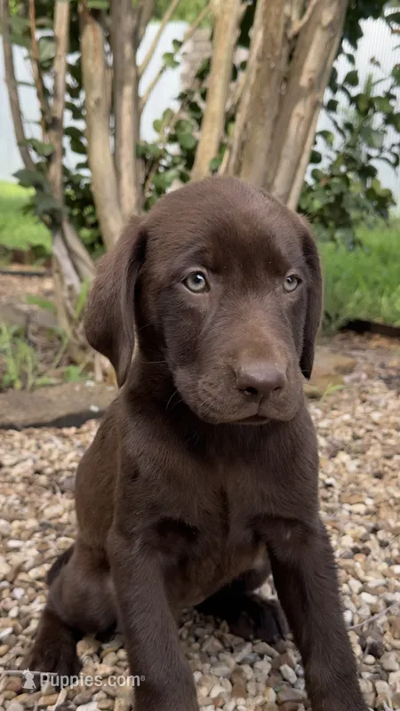 Gracie – Labrador Retriever puppy for sale in Porter, OK