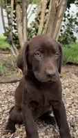 Gracie, a female Labrador Retriever for sale in Porter, OK – 1 of 6