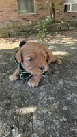 Enzo, a male Cavapoo for sale in Porter, OK – 2 of 4