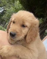 Ranger, a male Golden Retriever for sale in Porter, OK – 4 of 5