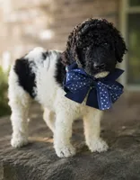 Bowie, a male Poodle - Multi-Colored Standard for sale in Porter, OK – 2 of 2