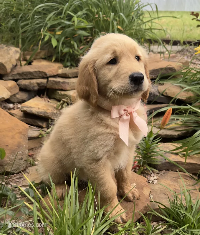Remme – Golden Retriever puppy for sale in Porter, OK