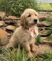 Remme, a male Golden Retriever for sale in Porter, OK – 1 of 5