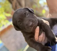 Lucy, a female Labrador Retriever for sale in Porter, OK – 3 of 9