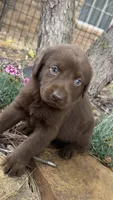 Cocoa, a female Labrador Retriever for sale in Porter, OK – 2 of 4