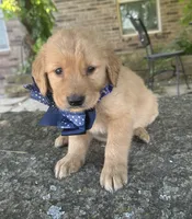 Buckshot , a male Golden Retriever for sale in Porter, OK – 2 of 4