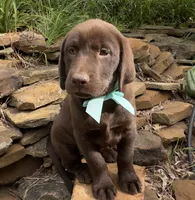 Reese, a female Labrador Retriever for sale in Porter, OK – 3 of 5