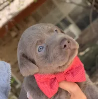 Dax, a male Labrador Retriever for sale in Porter, OK – 10 of 10