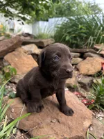 Cookie, a female Labrador Retriever for sale in Porter, OK – 2 of 2