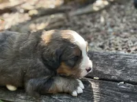 Hershey, a male Bernedoodle for sale in Porter, OK – 4 of 10