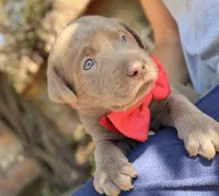 Dax, a male Labrador Retriever for sale in Porter, OK – 8 of 10