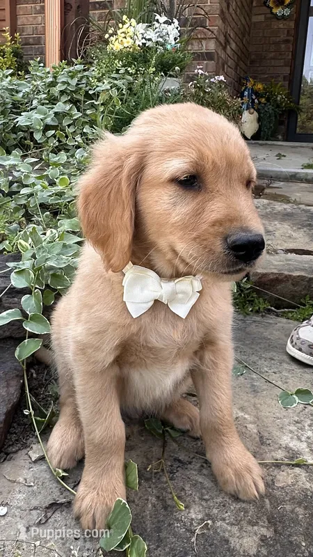 Buckshot – Golden Retriever puppy for sale in Porter, OK