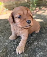Milo, a male Cavapoo for sale in Porter, OK – 5 of 8