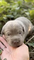 Rare Dax , a male Labrador Retriever for sale in Porter, OK – 2 of 9