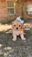 Peanut, a female Cavapoo for sale in Porter, OK – 4 of 5
