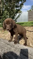 Cocoa, a female Labrador Retriever for sale in Porter, OK – 4 of 4