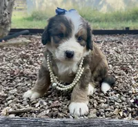 Rosie, a male Bernedoodle for sale in Porter, OK – 1 of 10