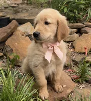 Ace, a male Golden Retriever for sale in Porter, OK – 2 of 5