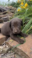 Fudge, a male Labrador Retriever for sale in Porter, OK – 3 of 4