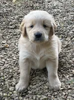 Moose, a male Golden Retriever for sale in Porter, OK – 2 of 3