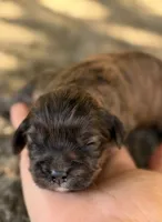Oliver, a male Cavapoo for sale in Porter, OK – 4 of 4