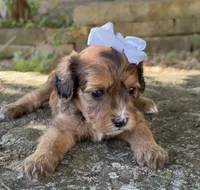 Coco, a female Cavapoo for sale in Porter, OK – 6 of 9