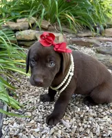 Cookie, a female Labrador Retriever for sale in Porter, OK – 4 of 7