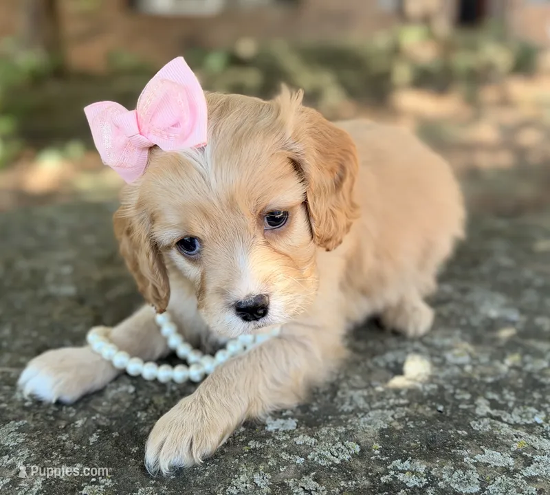 Daisy – Cavapoo puppy for sale in Porter, OK