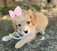 Daisy, a female Cavapoo for sale in Porter, OK – 1 of 7