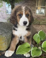 Ellie, a female Bernedoodle for sale in Porter, OK – 4 of 5