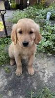 Buckshot, a male Golden Retriever for sale in Porter, OK – 3 of 4